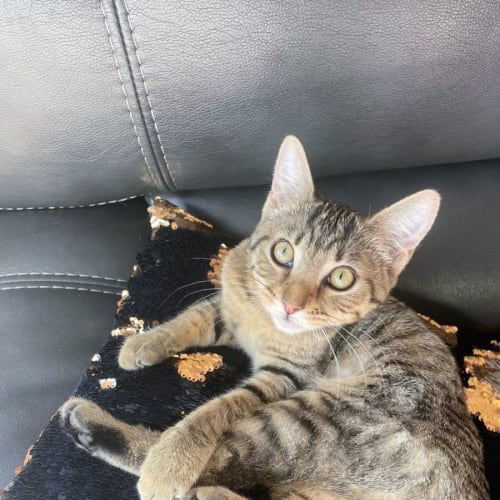🐱‍🚀Jupi🐱‍🚀