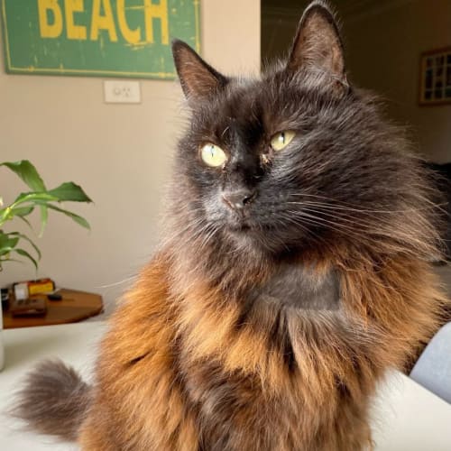 Fluffy Meowlington