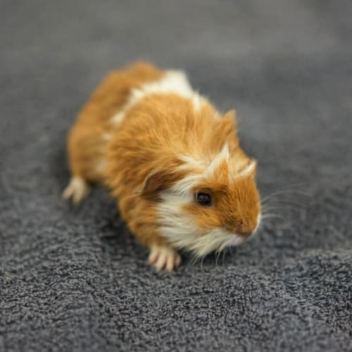 Chestnut