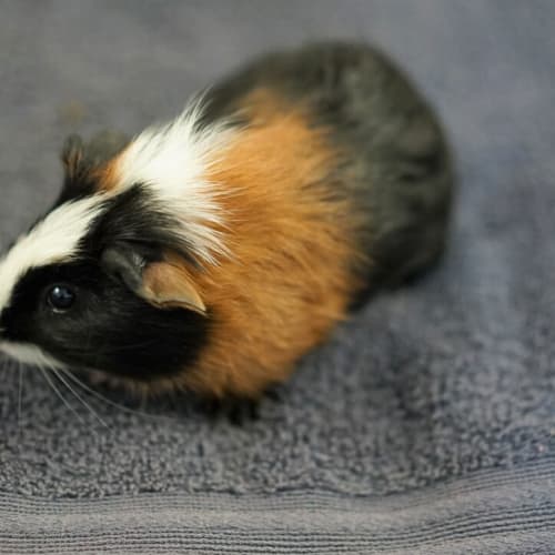 Pablo