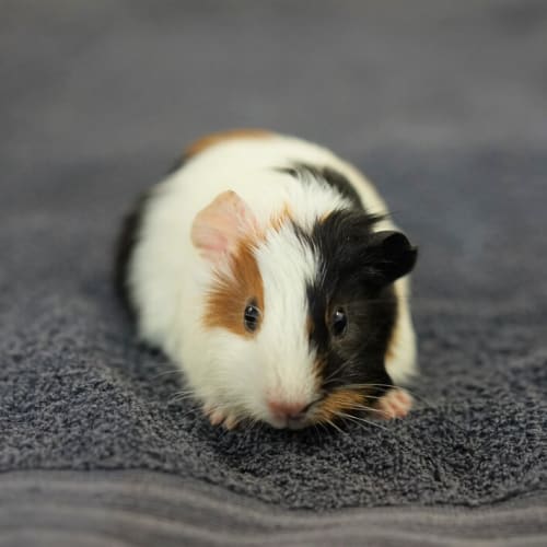 Gretta
