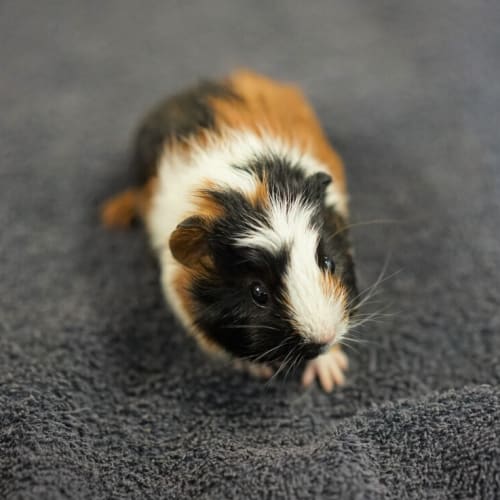 Clancy