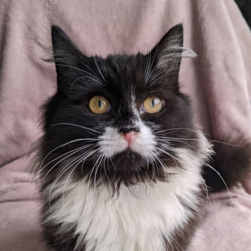 Basil 