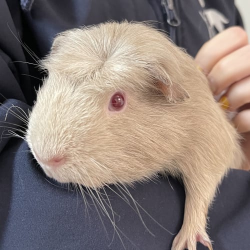 Rolo (guinea Pig 56)