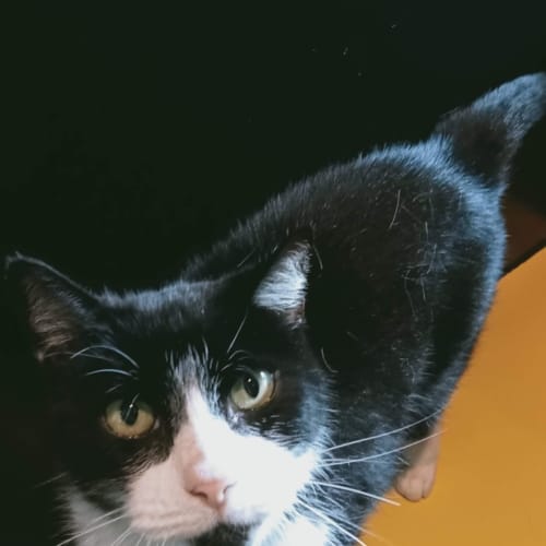Domino