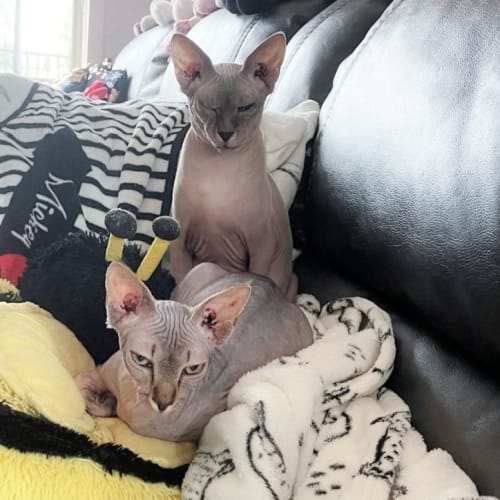 🍜Lomi & Meepok🍜