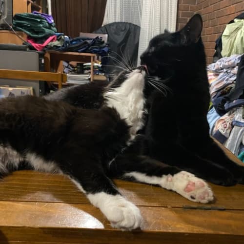 Midnight **2nd Chance Cat Rescue**