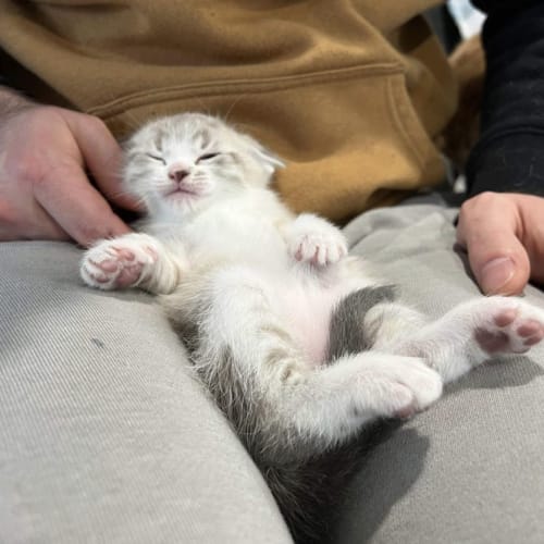 Leo