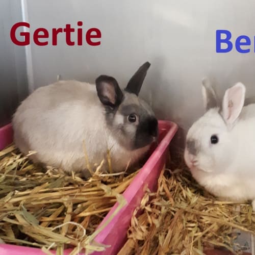 Gertrude (bonded To Bernadette)
