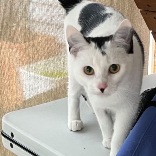 Monica- Meet me at PETstsock Mornington Central