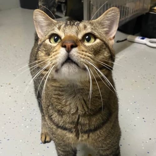 Frank