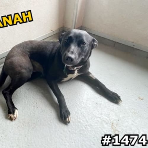 Savanah (IMP No. 1474)