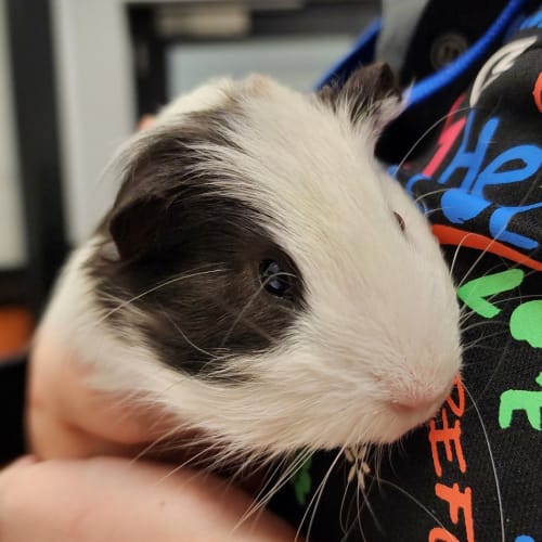 Oreo