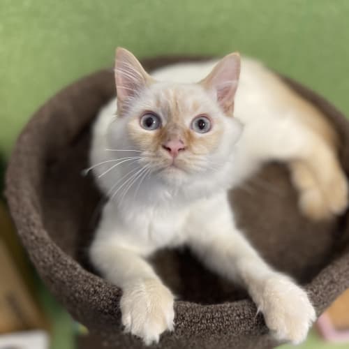 Gizmo