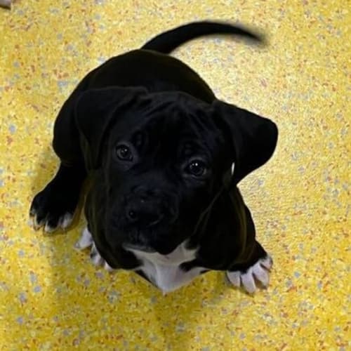 Nibbler