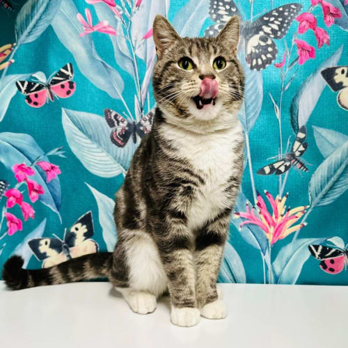 Craig - Located in Pet Stock Vermont