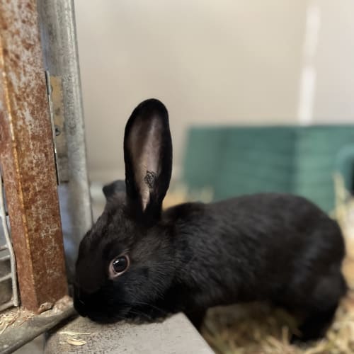 Boston Bunny