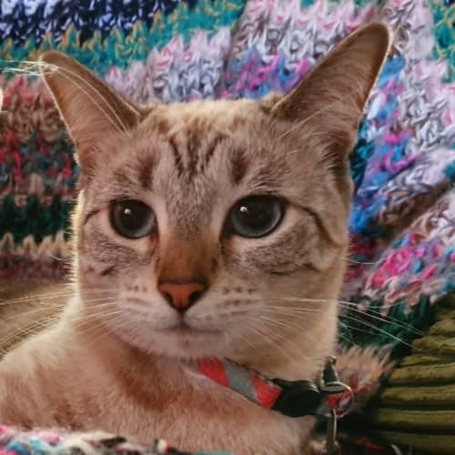 Indi
