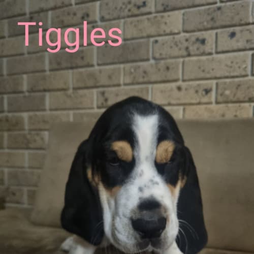 Iggles - Group 2!