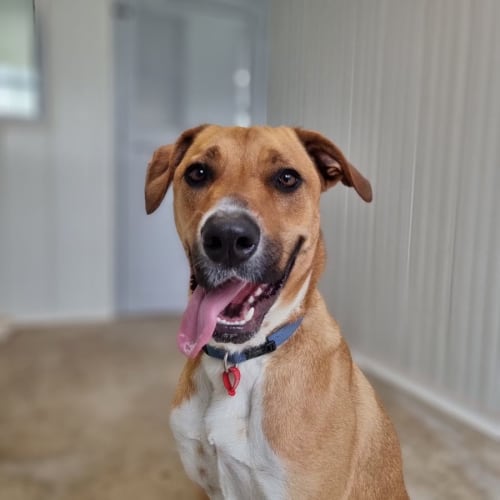Kobi