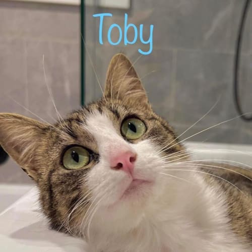 Toby