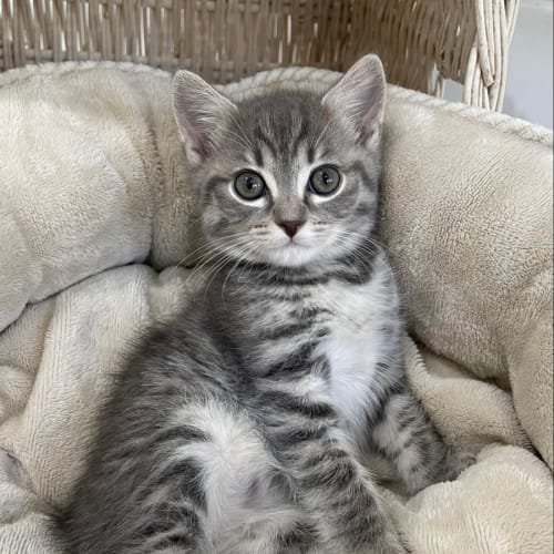 Gracie 