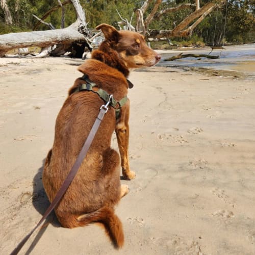Coco - 11 Year Old Kelpie X (On Trial)