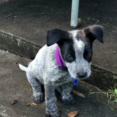 Kenai - 8 Week Old Cattle Dog X(On Trial 20/10/22)