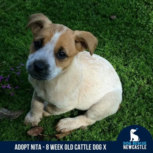 Nita - 8 Week Old Cattle Dog X(On Trial 6/11/22)