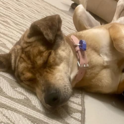 Lola - 1 Year Old Catahoula X(On Trial 23/10/22)