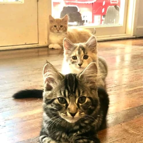 Rescue Kittens