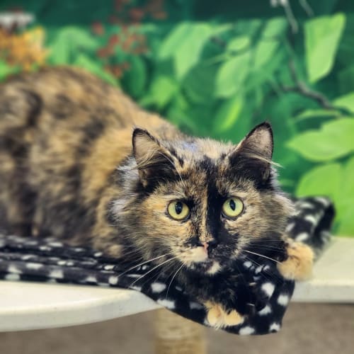 Fiona