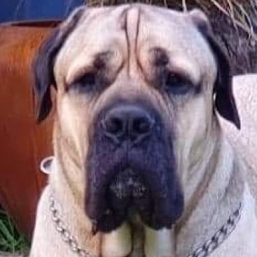 Odin