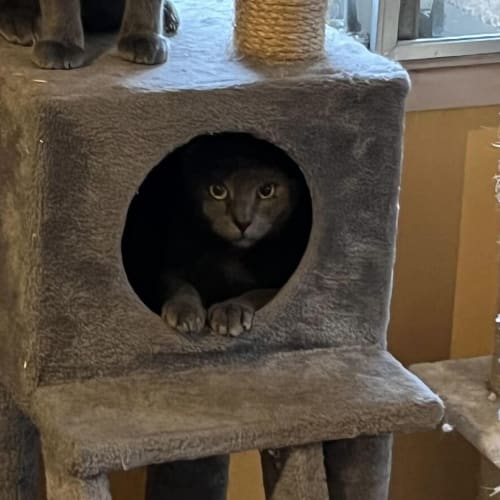 Taz
