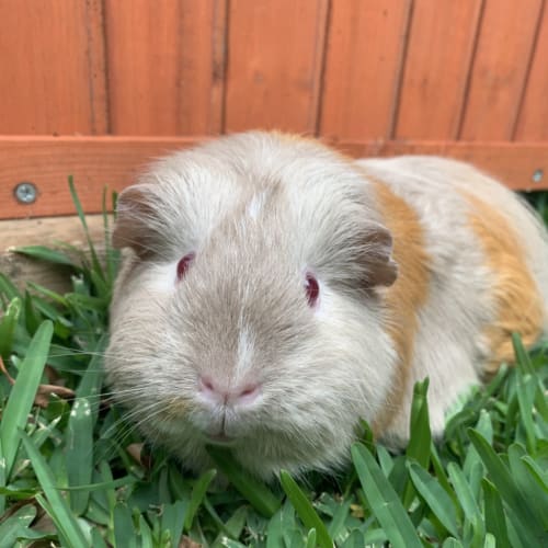 Lyla