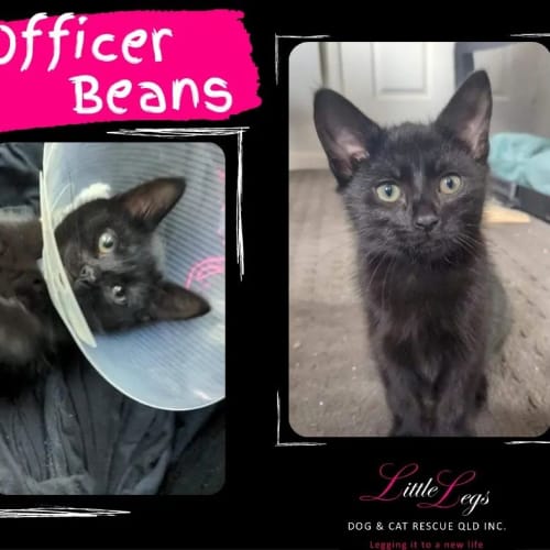 Officer Beans