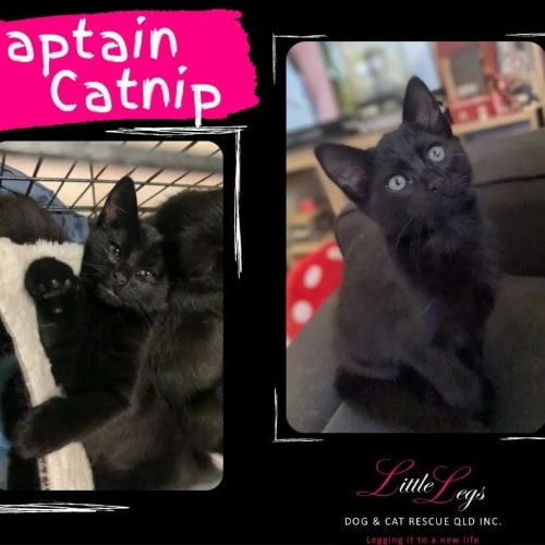 Captain Catnip