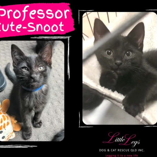 Professor Cute-Snoot