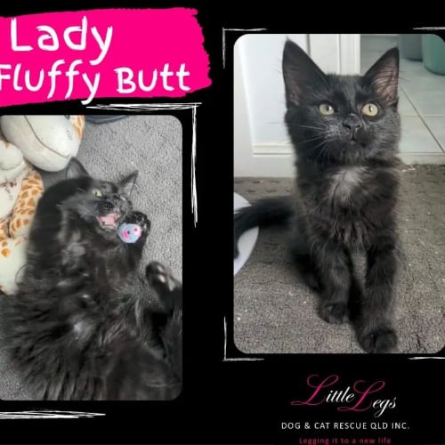 Lady Fluffy Butt