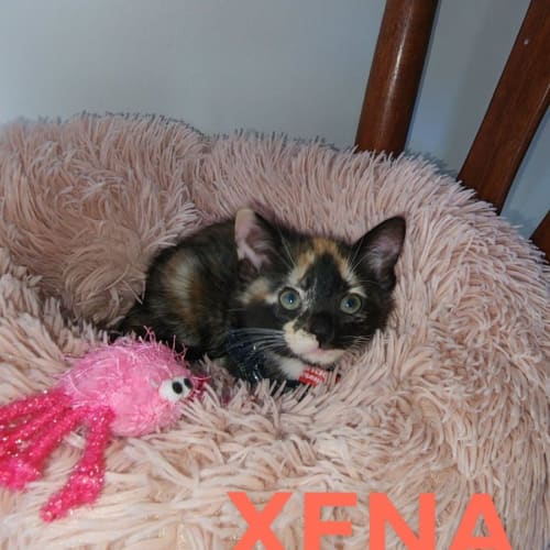 Xena