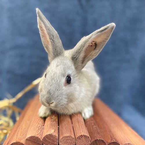 Rhode Island Rabbit
