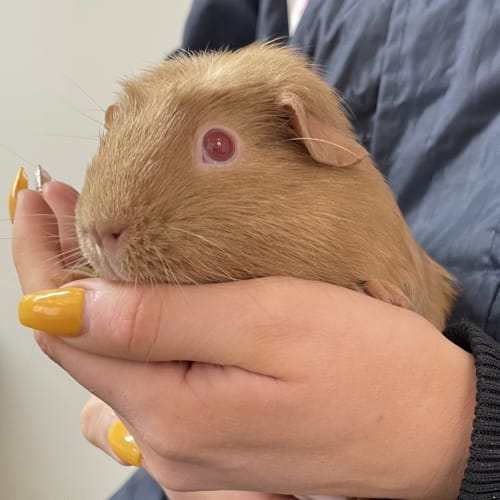 Alto (guinea Pig 66)