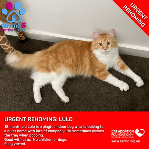 Lulo Private Rehoming No Charge!