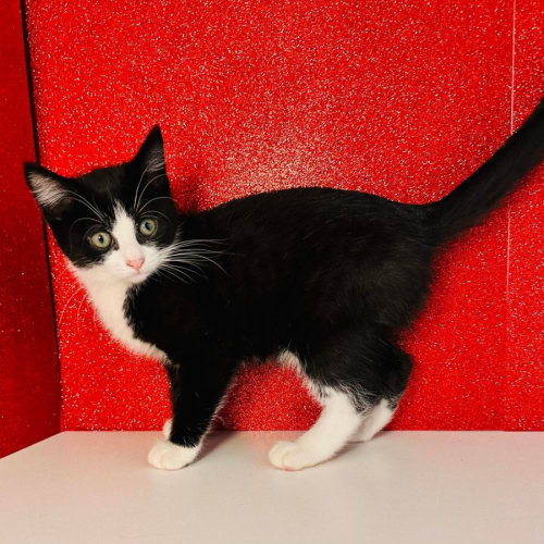 Aubrey - Meet me at PetStock Hawthorn