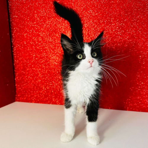 Axel - Meet me at PetStock Hawthorn