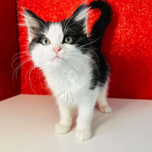 Amos - Meet me at PetStock Hawthorn