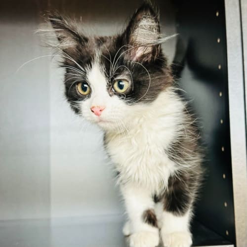 Ariana - Meet me at PetStock Hawthorn