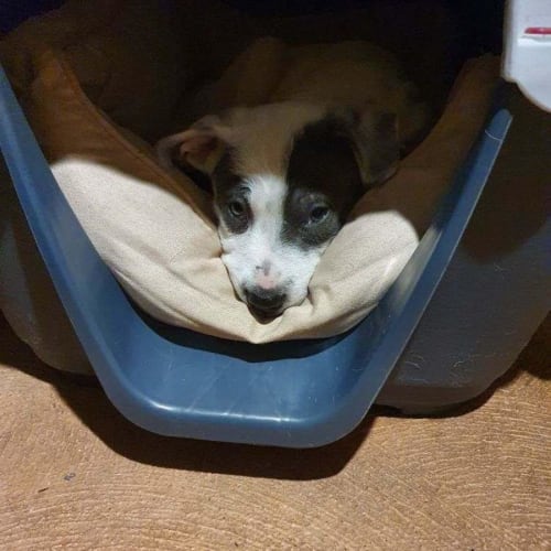 Lilly - 10 Week Old Cattle Dog X(On Trial 6/11/22)