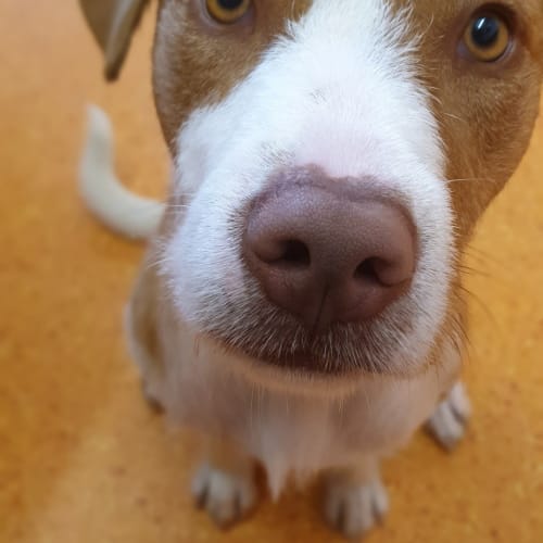 Harper