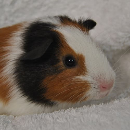 Shamrock